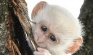 희귀 알비노 원숭이 포착 “어마무시하게 귀엽네”