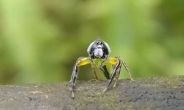 깜짝 놀란 거미 “카메라 다가오자…”표정 압권