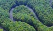 극심한 가뭄에 아마존ㆍ콩고강 열대우림이 말라죽고 있다…열대우림 줄고 CO₂흡수력 떨어져