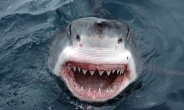 호주, “상어 도태시켜라” 올들어 170마리 포획