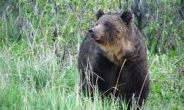 캐나다 정유공장 여직원, 야생 곰 공격으로 사망