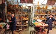 중국 전역 조류독감 공포, 유형별로 확산