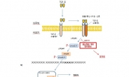 국산 글로벌항암제 물질, 미국 FDA 임상승인 성공