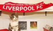 리버풀 고양이, 축구 경기장 난입했다가 인생역전? 사연이…