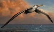 날개만 7.4ｍ, 세상에서 가장 큰 새 화석 발견