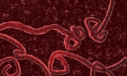 에볼라 바이러스 증상, 초기 감기와 비슷?…감염되면 치사율 최대 90%