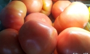 토마토 효능…암 예방ㆍ혈관까지 온몸에 유익한 채소