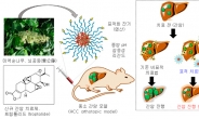획기적 간암치료 눈앞…국내연구진 나노미사일 개발