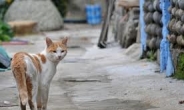 美서 길고양이 걷어찼단 감옥행