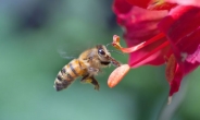 '외부경제’ 상징 꿀벌…FTA에 사라지나