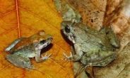 알 대신 올챙이 낳는 희귀 개구리 인도네시아서 발견