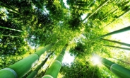 대나무가 중풍치료에 효과가 있다?