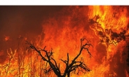 40도 넘는 폭염이 대형 산불로 … 호주 남부 큰불