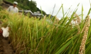 일본 쌀, 중국에서 러브콜 한창