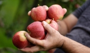 ‘단단한 사과ㆍ선홍색 살코기’…설날맞이 과일ㆍ고기 고르는 법