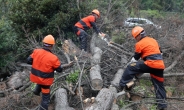 산림청, 소나무재선충병과 전쟁 선포···소나무재선충병 방제 대책 마련