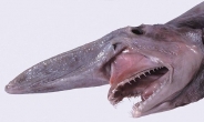 호주 마귀상어 “‘악마의 비주얼’…소름”