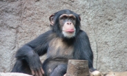 이주한 침팬지, 새로운 언어 학습한다