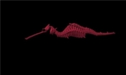 붉은 빛깔 ‘루비 해룡’ 발견…150년만에 새로운 種