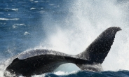 가장 외로운 고래 ‘52’, 추적 탐사 나선다 “인간의 손 잡을까?”