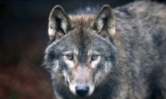 <쉼표> 외로운 늑대(lone wolf)