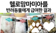 강아지/고양이사료, 그냥 주지 마세요! 명품 영양파우더‘헬로맘마미아’인기