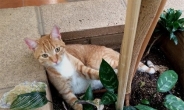 2년간 미국 유랑한 고양이 “혼자서 어딜 그렇게?”