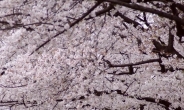 여의도 벚꽃축제 10일 개막…15일까지 다양한 행사
