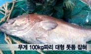 무게 110㎏, 전설의 생선 돗돔...가격이 무려