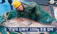 ‘전설의 심해어’ 돗돔, 역대 최고가 520만원 낙찰…“무게만 115kg”