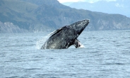 포유류 이동 신기록 고래 “172일간, 러시아 사할린→멕시코”