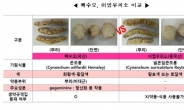 ‘백수오’ 상당수 가짜…사용금지된 이엽우피소 사용