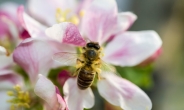 美 꿀벌 왕국의 미스테리…꿀벌 42%는 1년 안에 실종