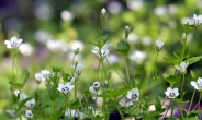 [포토 에세이]자연미인들이 모여사는 ‘천상의 花園’