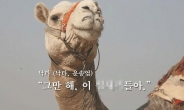 복지부 메르스 예방수칙 ‘낙타를 멀리하라’에 네티즌 풍자 줄이어