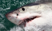 “유럽 상어, 가오리 40% 사라질 위기”-세계자연보전연맹