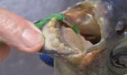 ‘인간 치아’ 가진 물고기 출현 … ‘남자 고환 먹는다’