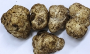 국내 미기록종 ‘감자덩이버섯’, ‘가송이’ 최초 발견…국립산림과학원, 학술적ㆍ상업적 가치 매우 높을 듯