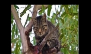<나라밖> 야생고양이와 전쟁 선포한 호주