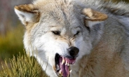 프랑스, 가축 보호 위해 늑대 전문 사냥팀 꾸린다