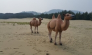 인천 대청도 자연 모래사막에 ‘낙타’ 출현?