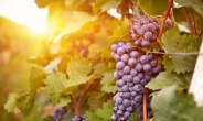 [리얼푸드]프랑스 폭염, 와인 생산에 타격