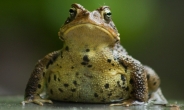 ‘해독ㆍ피부병 특효’ 낭설에 두꺼비 삶아먹었다가…