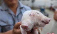중국서 머리 둘 달린 새끼돼지 발견…‘서지도 못해’