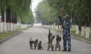 중국 군, 전승절 에어쇼 위해 원숭이, 매 투입