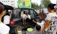 ‘찾아가는 즉석 염소젖’ 중국 가두판매 인기