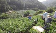 경북 영양군청 직원들, 농촌 고추수확 일손 돕기 나서