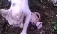 [영상] ‘고양이의 모정’…죽은 새끼 땅에 묻어주는 어미 고양이