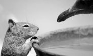다람쥐와 갈매기의 기싸움?...최고의 야생 동물사진 8선
