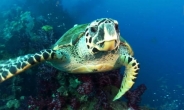 [영상]등껍질 빛나는 ‘형광 거북이’ 세계 최초 발견